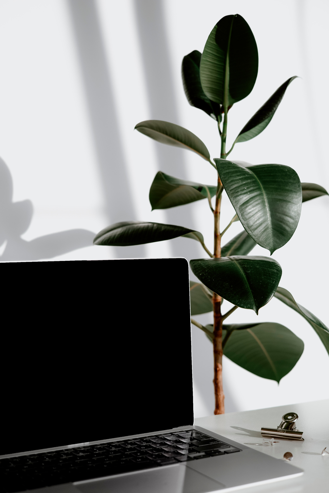 Close-Up Shot of a Laptop near a Plant with Dark Green Leaves